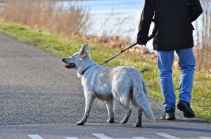 Profesionali veterinarija