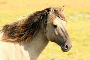Horsecare